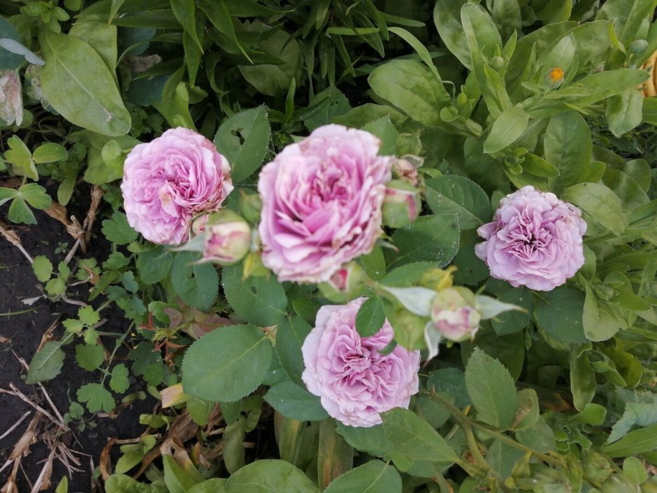 Розы Тантау Lavender Ice