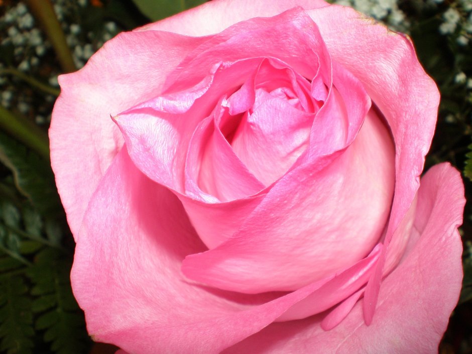 Pink Love роза Эквадор