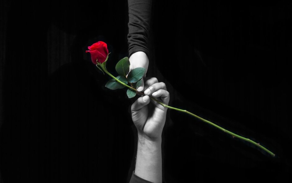 Рука с розой на черном фоне