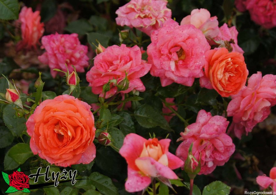 Роза флорибунда Зоммерзонне (Sommersonne)