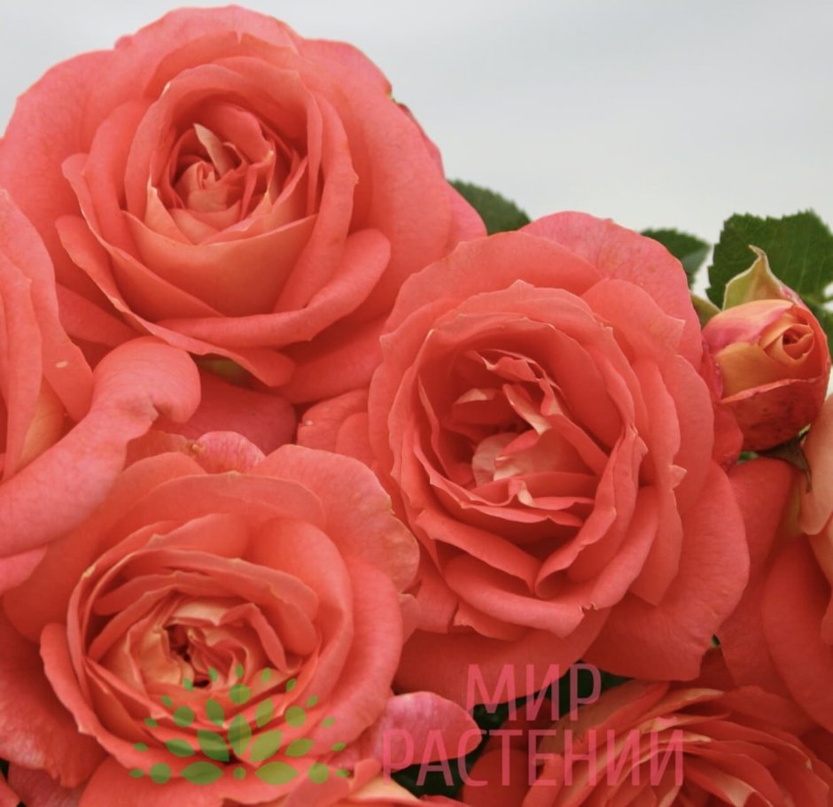 Роза Sommersonne Kordes
