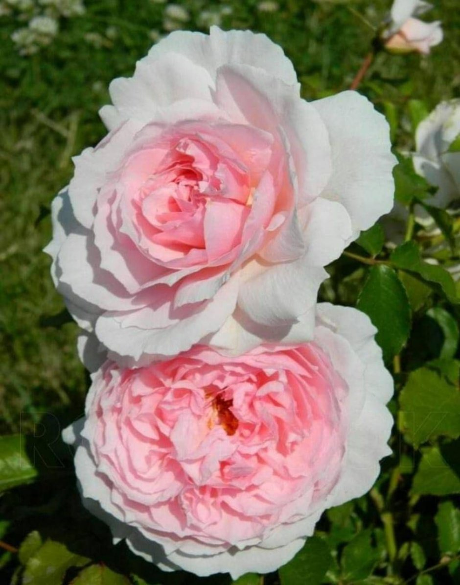 Сорт розы Веджвуд Роуз