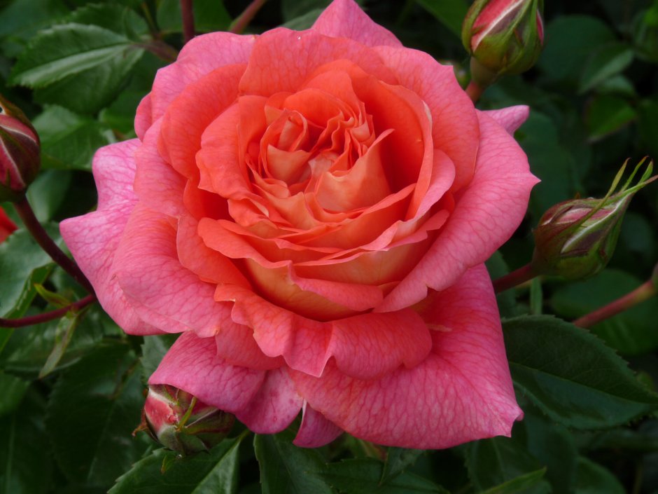 Роза флорибунда Sommersonne