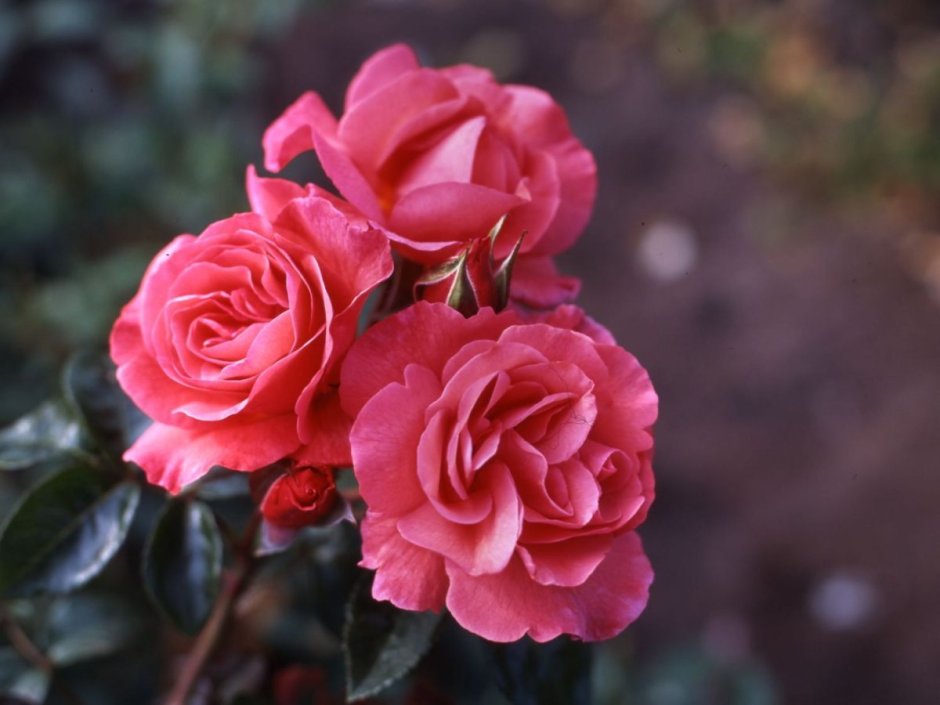 Strauchrose роза
