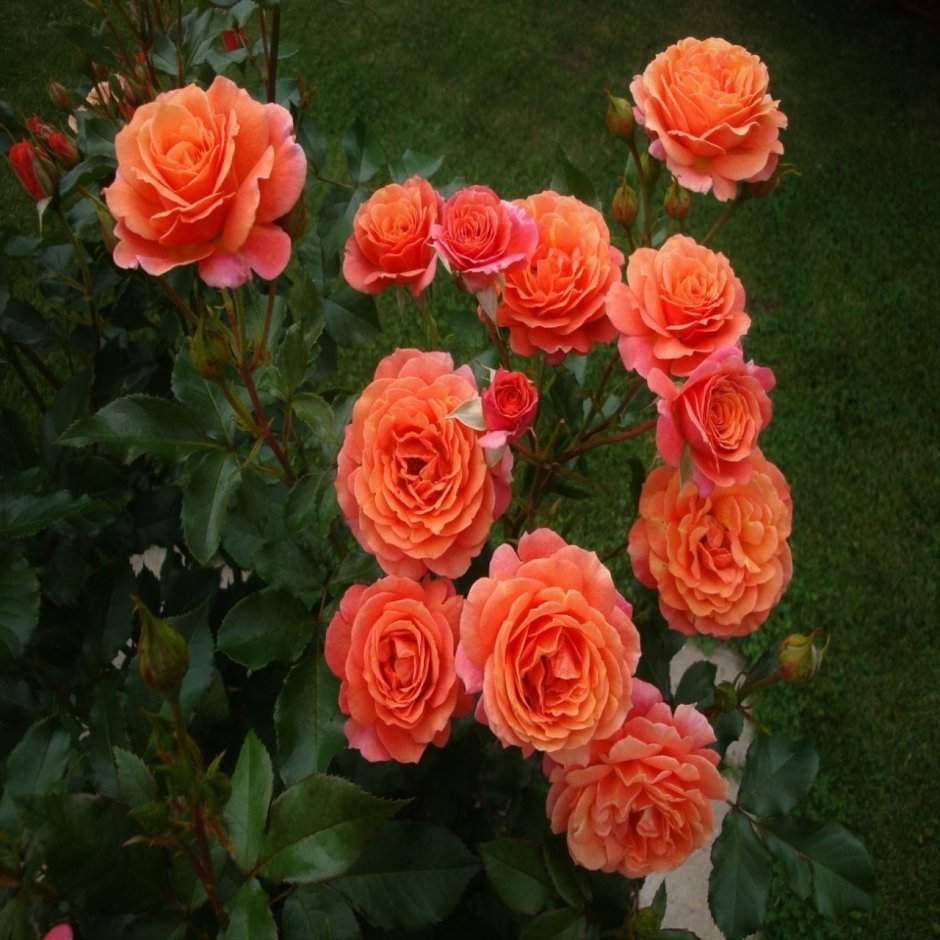 Роза флорибунда Ламбада