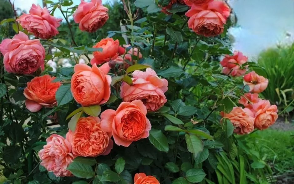 Чайно-гибридные розы Рене Госинни (Rene Goscinny)
