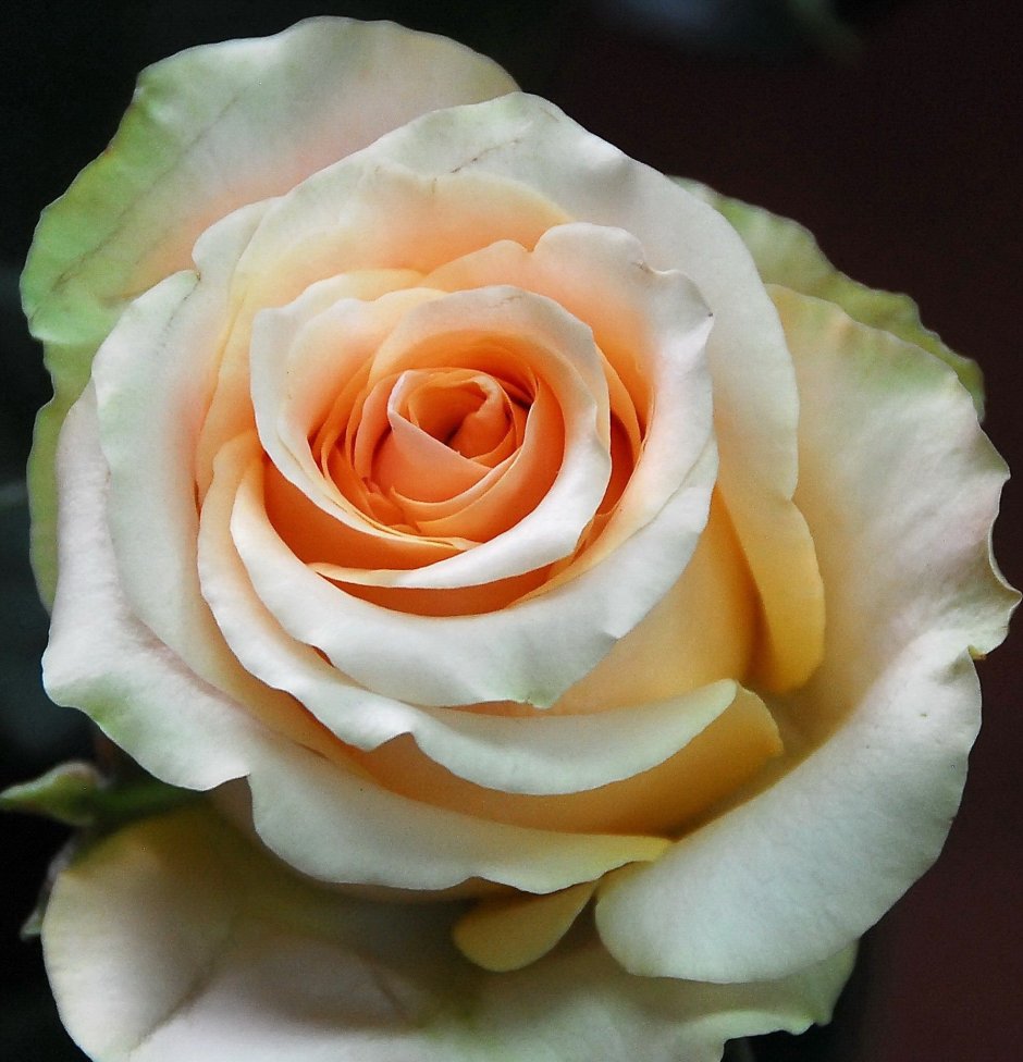 Роза нектарин Эквадор