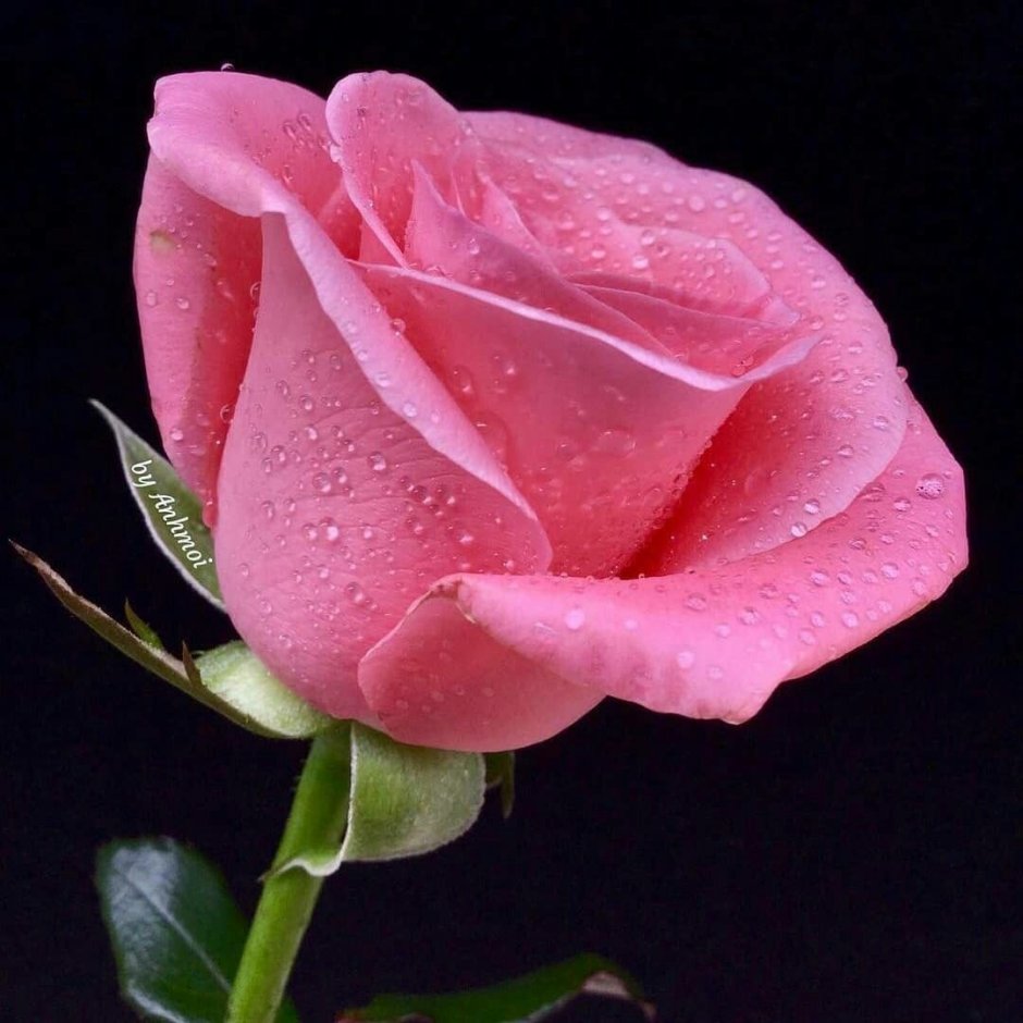 Роза hermosa на земл