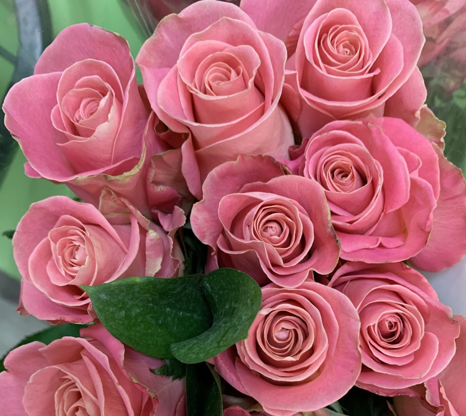 Сорта розовых роз с фото