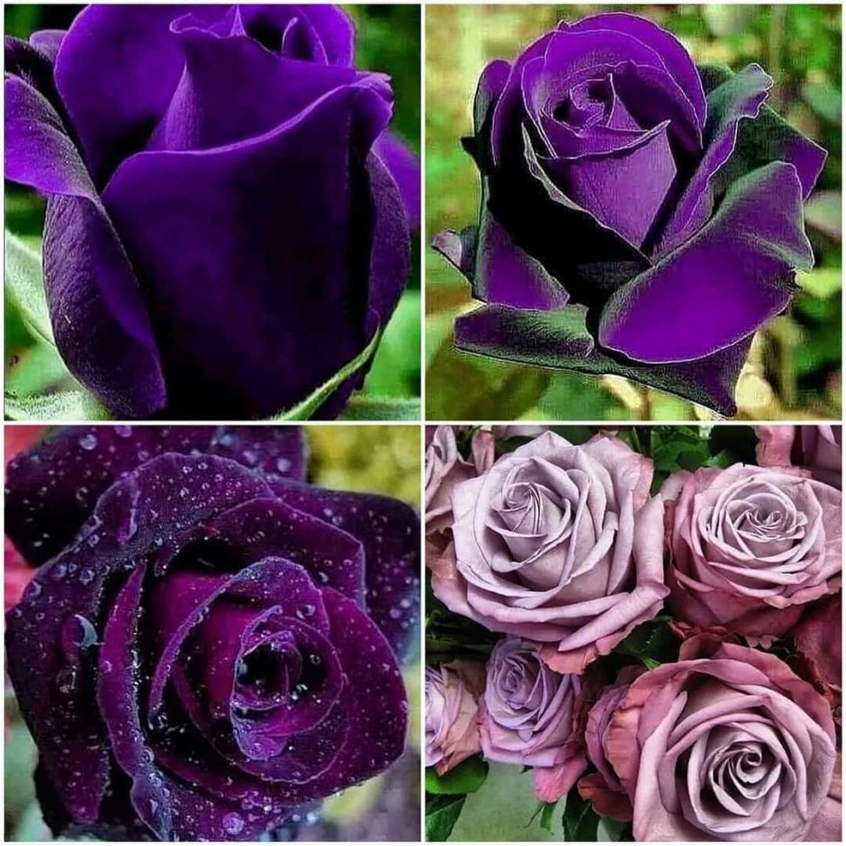 Роза Лорд фиолетовая