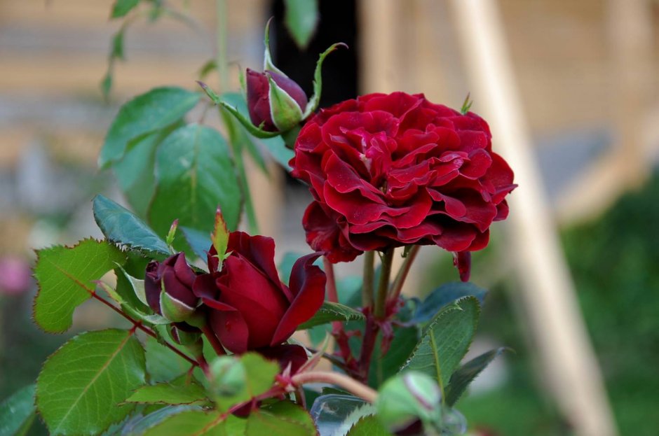 Роза Velvet Fragrance (вельвет Фрагранс)