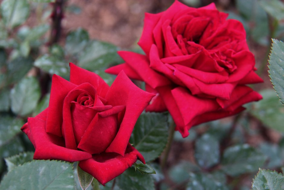 Ред вельвет роза чайно-гибридная