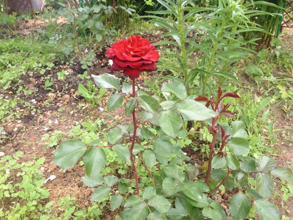 Brown Velvet роза