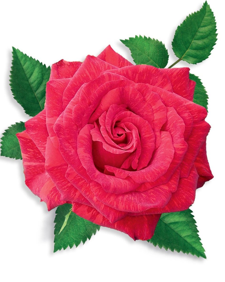 Ред игл роза