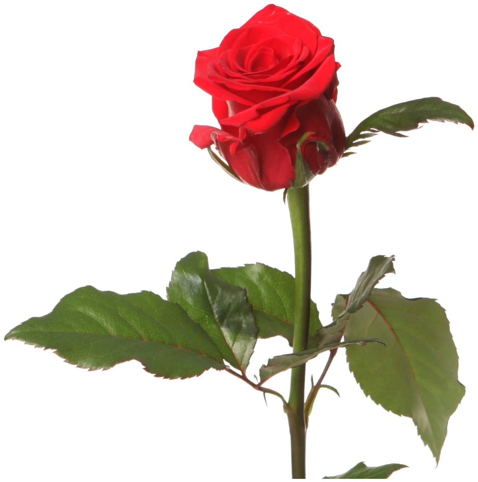 Ред игл роза Россия