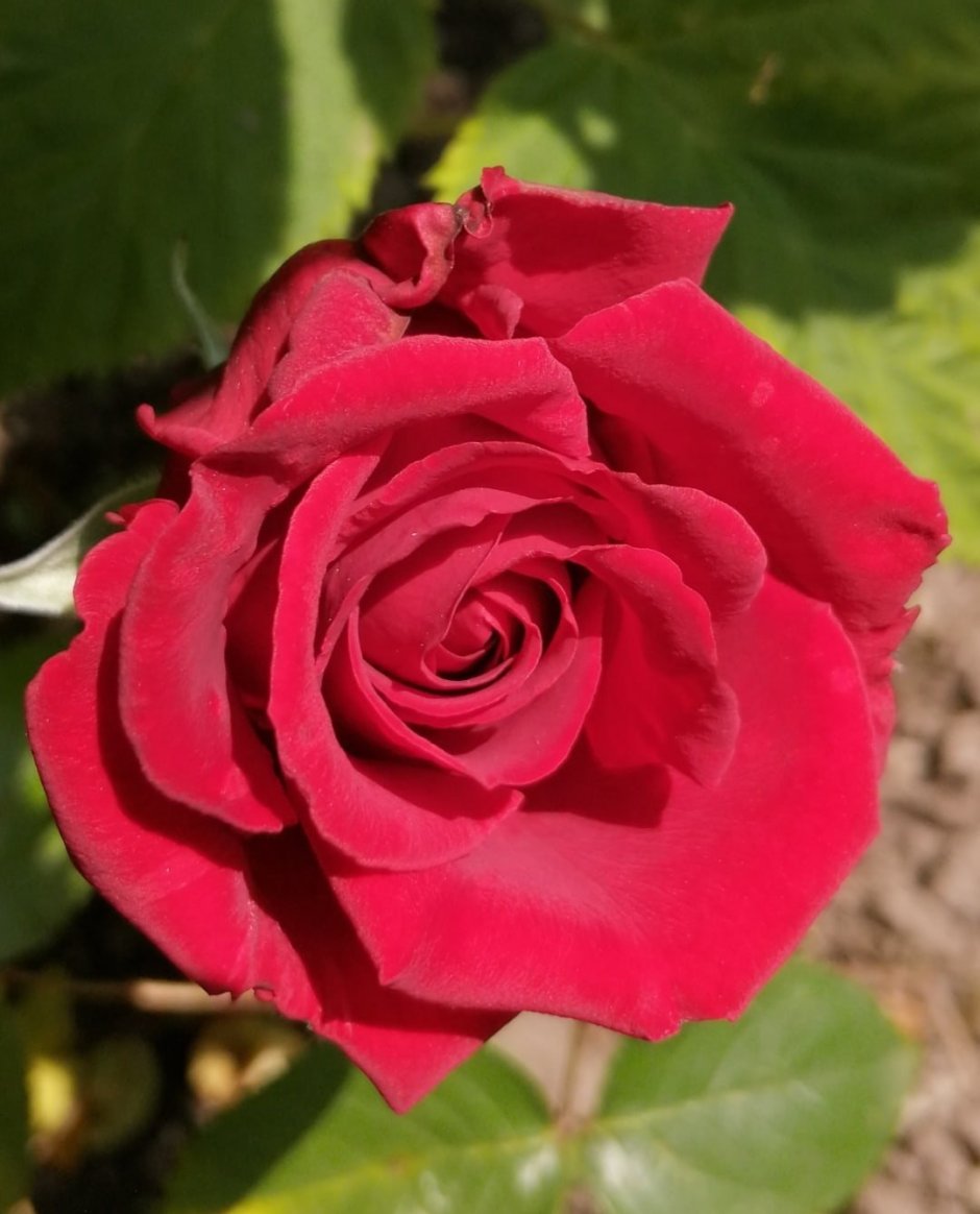 Роза Red Eagle