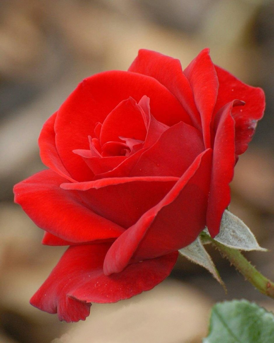 Ред игл сорт розы