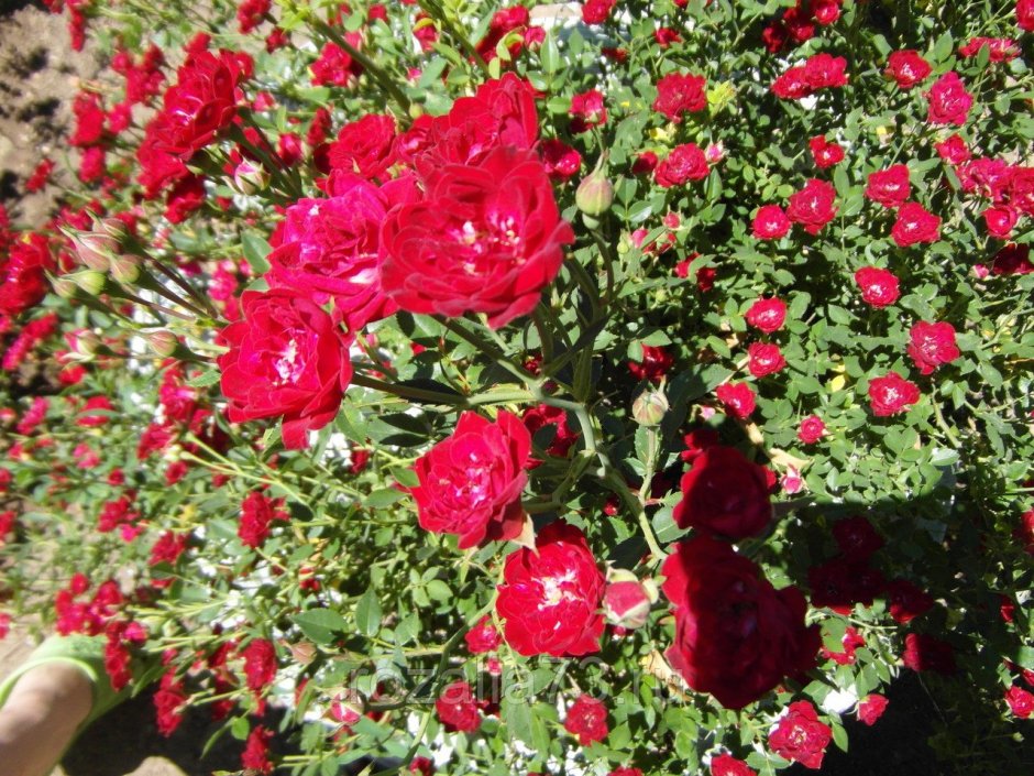 Ред Каскейд роза почвопокровная