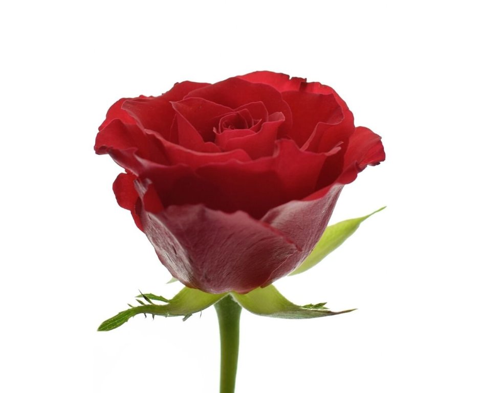 Роза Кения Red Calypso