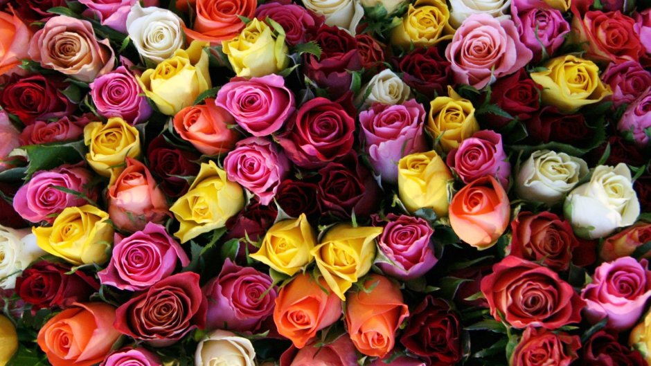 Розы разных цветов