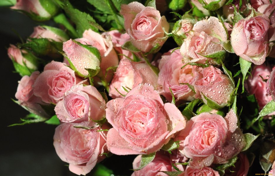 Букет розовых роз в росе
