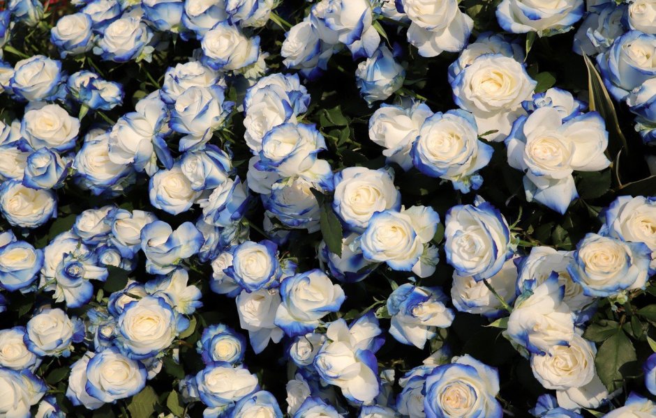 Роза плетистая голубая "Блю Мун"