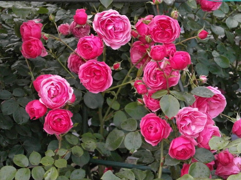 Роза плетистая флорибунда