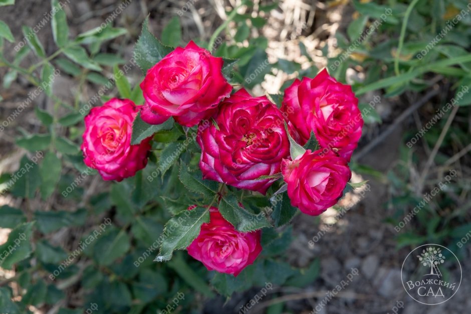 Роза флорибунда Арифа