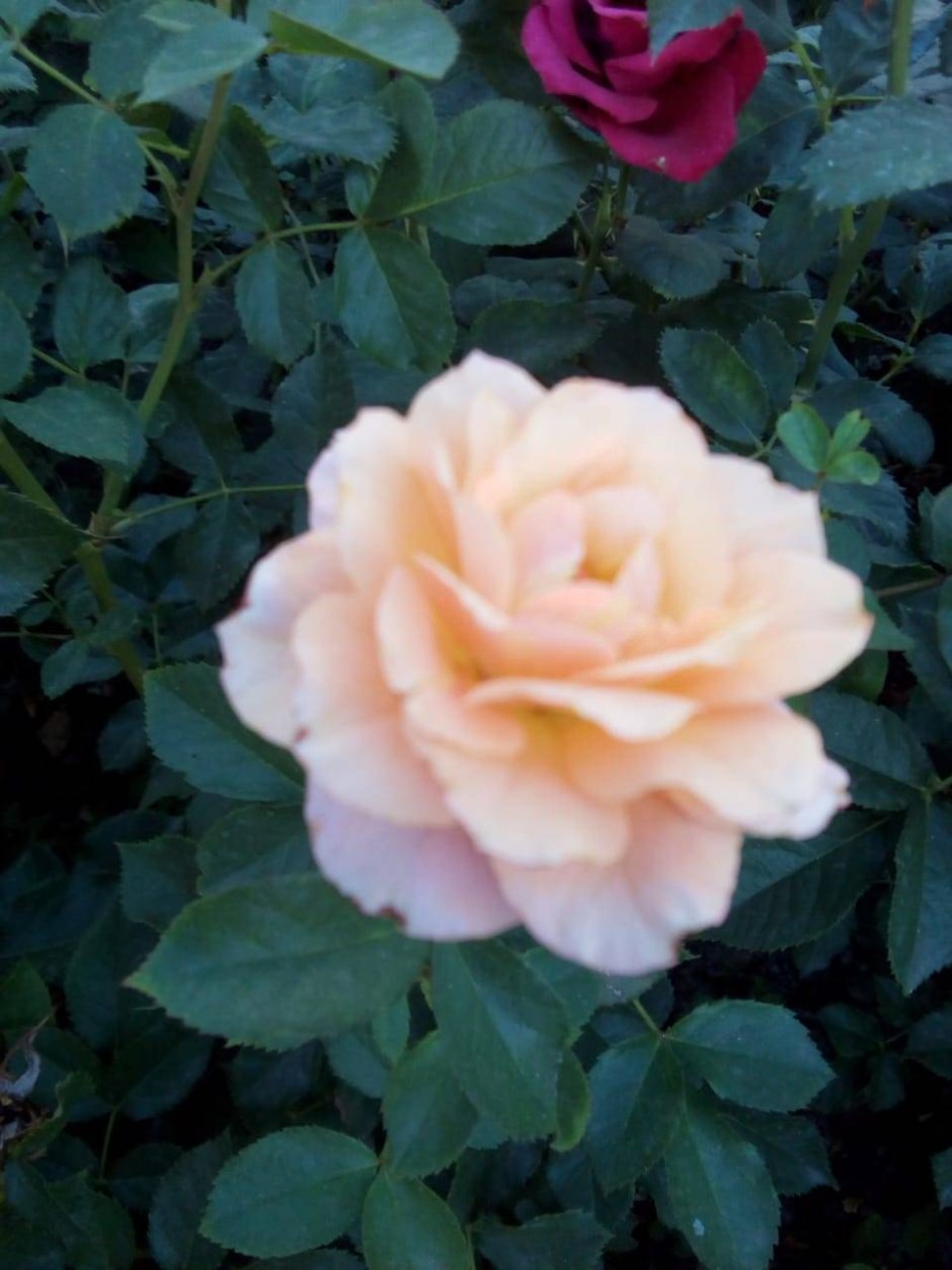 Lady Capri роза Тантау