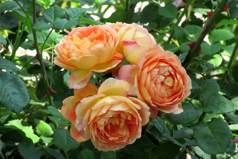 Саженцы роза Эмма Хэмилтон