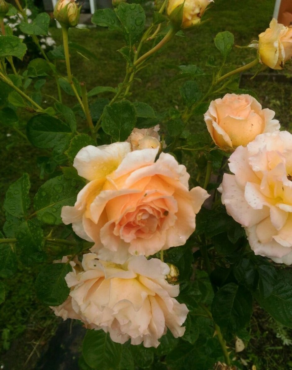 Lady Capri роза