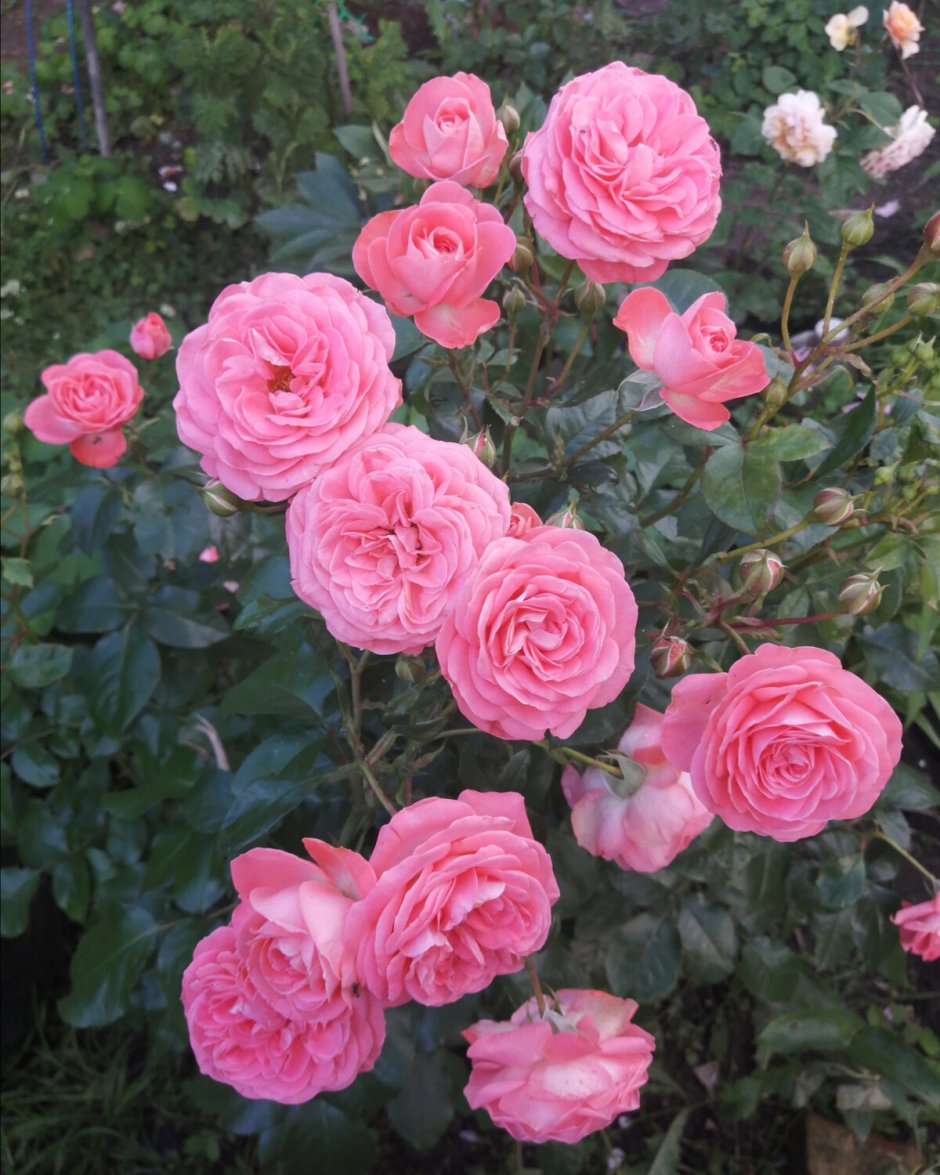 День розы 10 июля