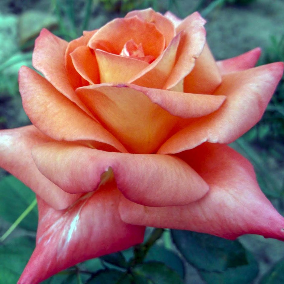 Роза роза лососевая флорибунда