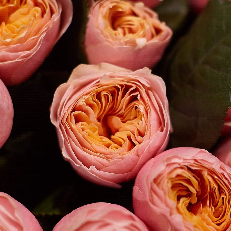 Роза вувузела розовая