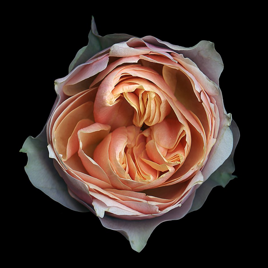 Дольче Вита роза персикового цвета