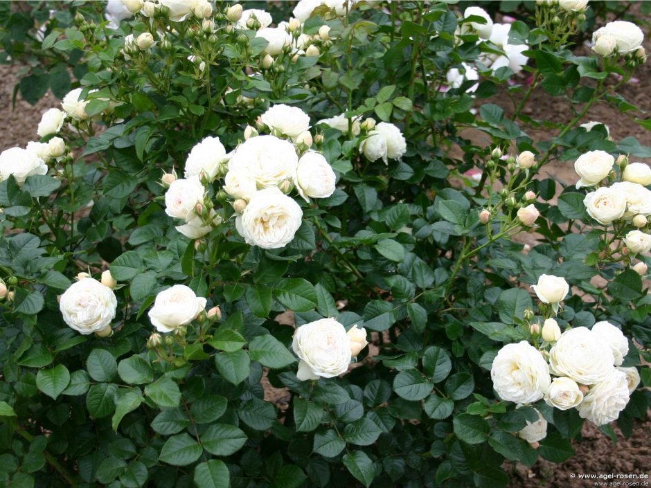 Роза флорибунда Артемис