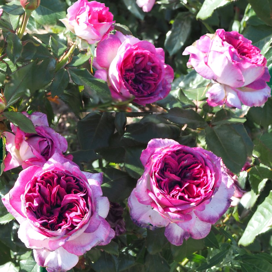 Thierry Marx роза