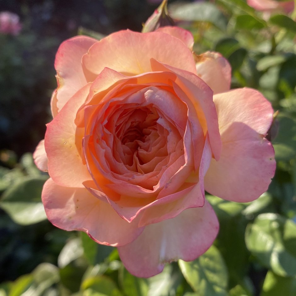 Роза августа Луиза