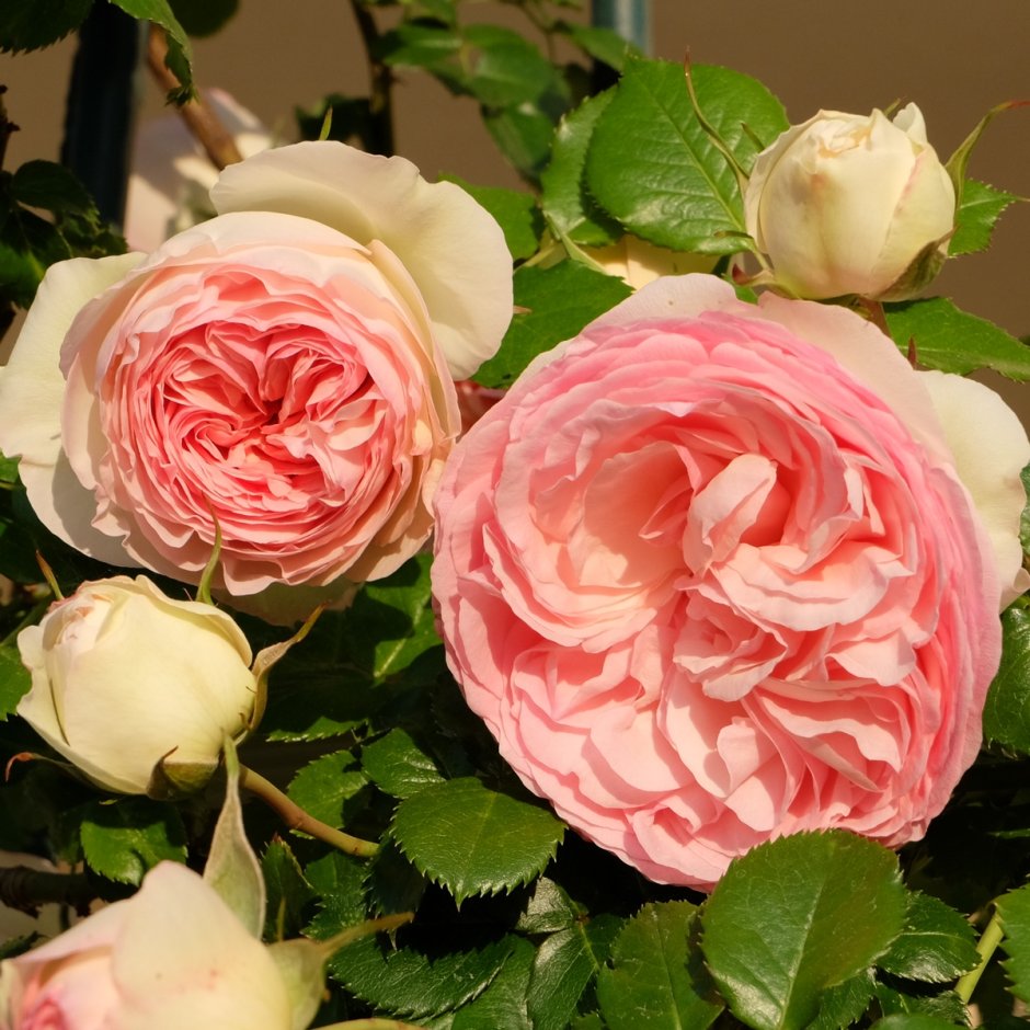 Роза флорибунда Пьер де Ронсар