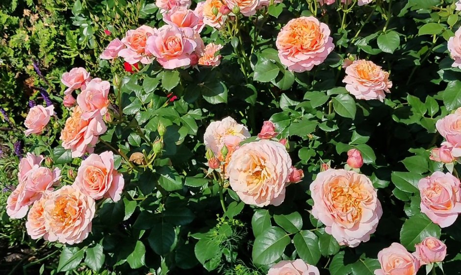 Роза Chateau de la Galoisiere