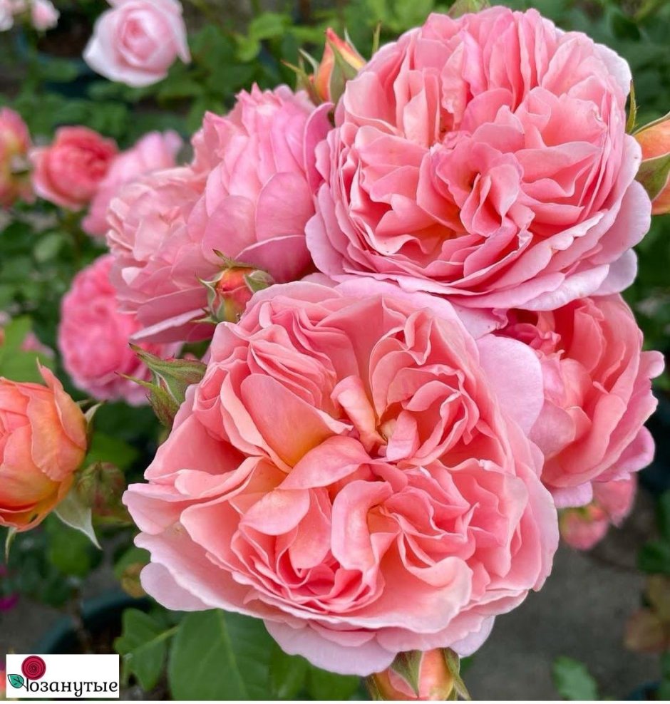 Роза каориказари