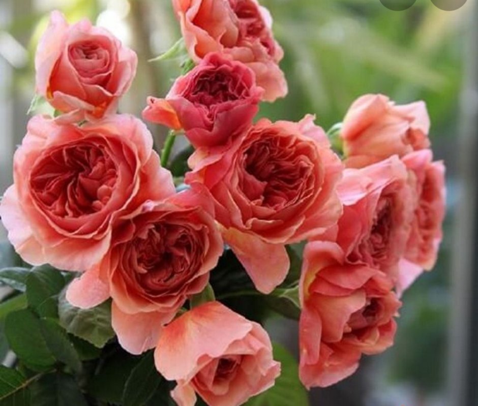 Роза калиоказали