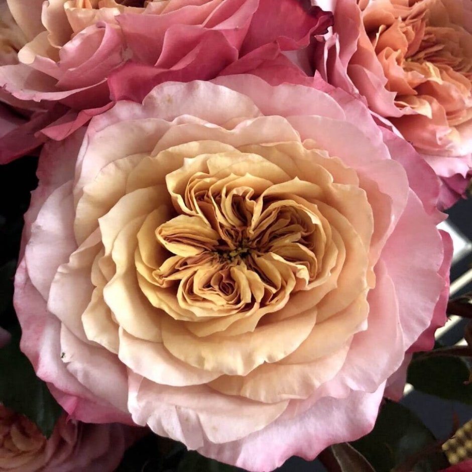 Мияби роза японской селекции