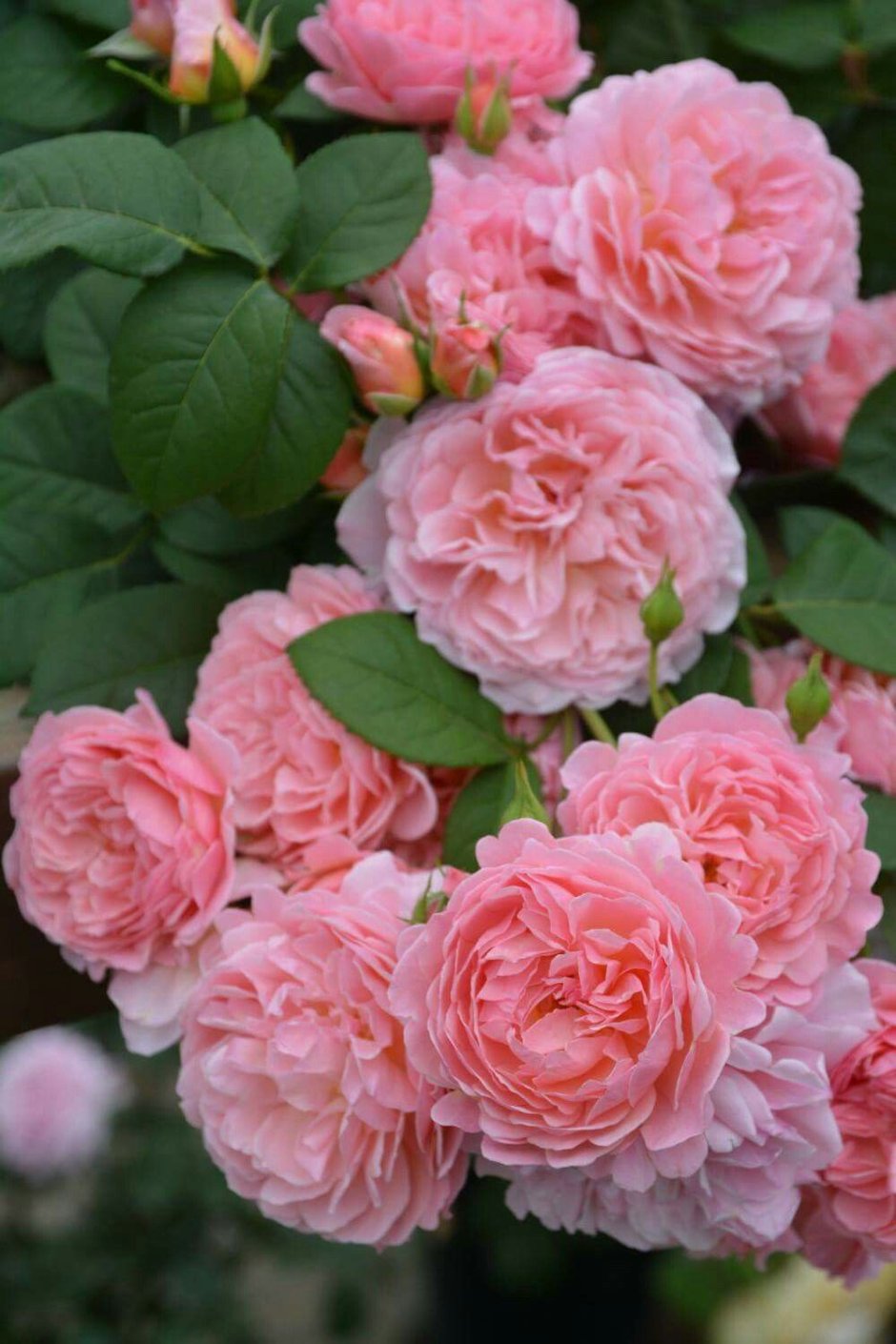Роза каориказари энциклопедия роз