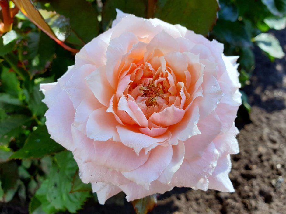 Тсумуги Tsumugi роза