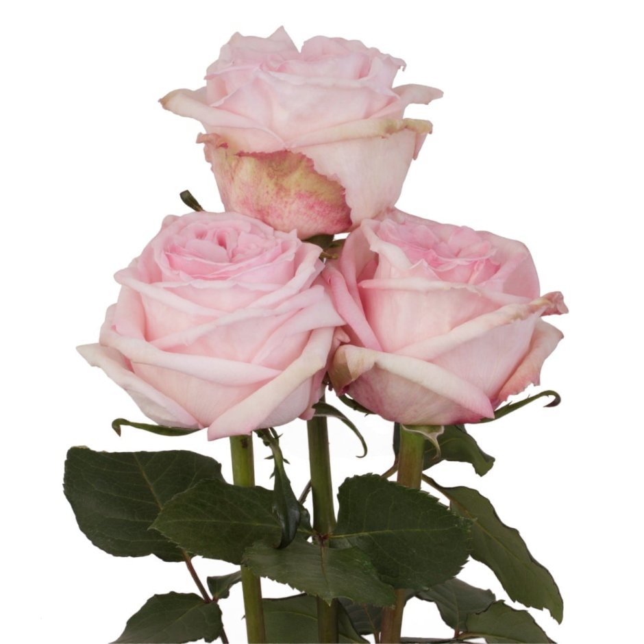 Pink Ohara роза Эквадор
