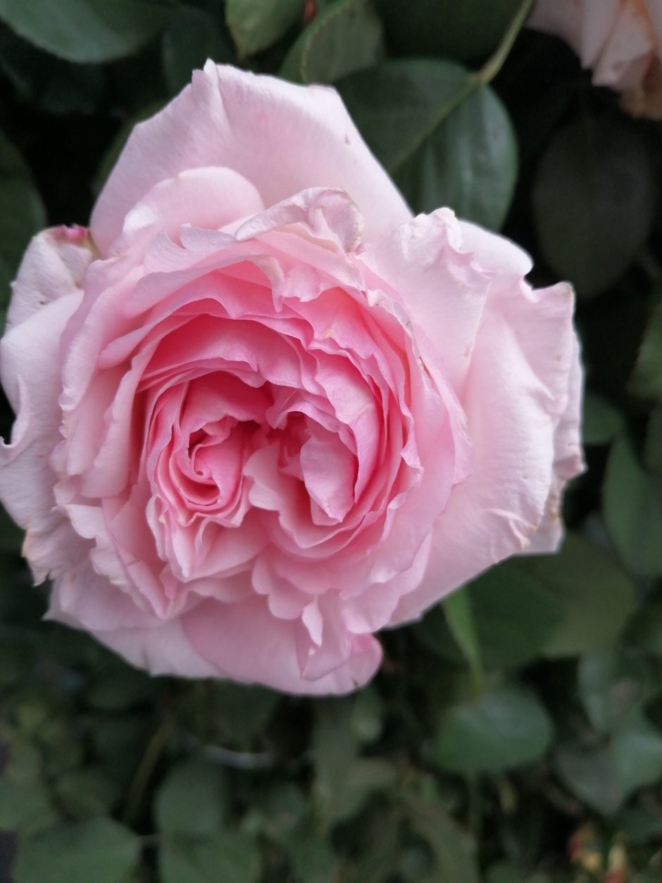 Сорт розы Пинк Охара