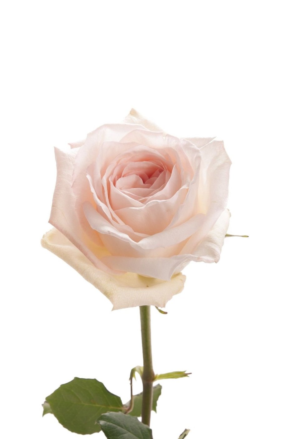 White Ohara роза