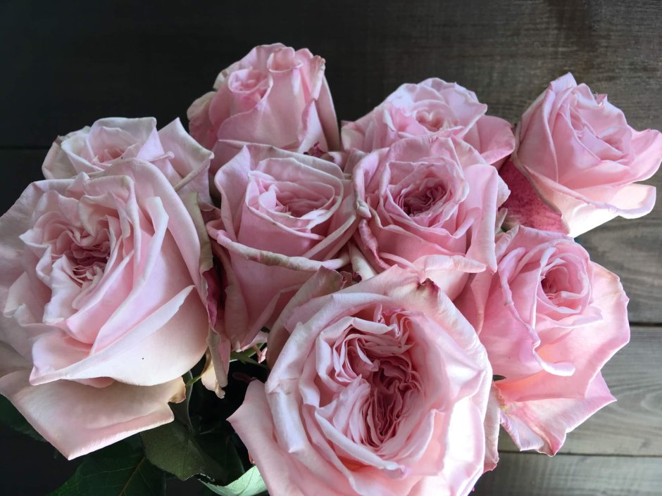 Роза Охара розовая