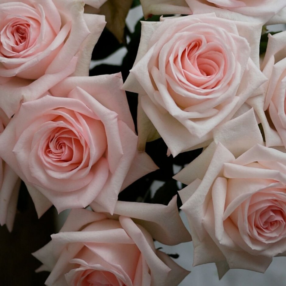 Роза Pink o'Hara